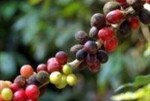 Ocean Spray Mountain Coffee tour